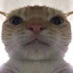 catgu